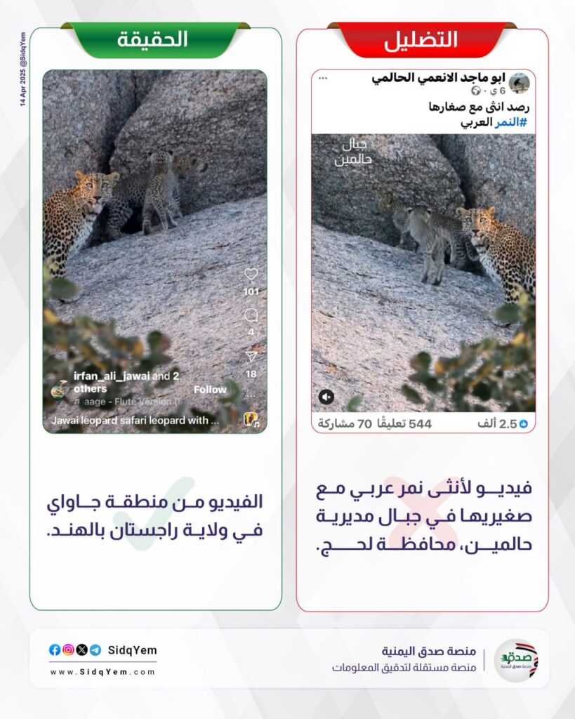 هل الفيديو المتداول للنمر العربي في اليمن؟